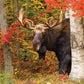 White Mountain Puzzles Autumn King - 500 Piece Jigsaw Puzzle