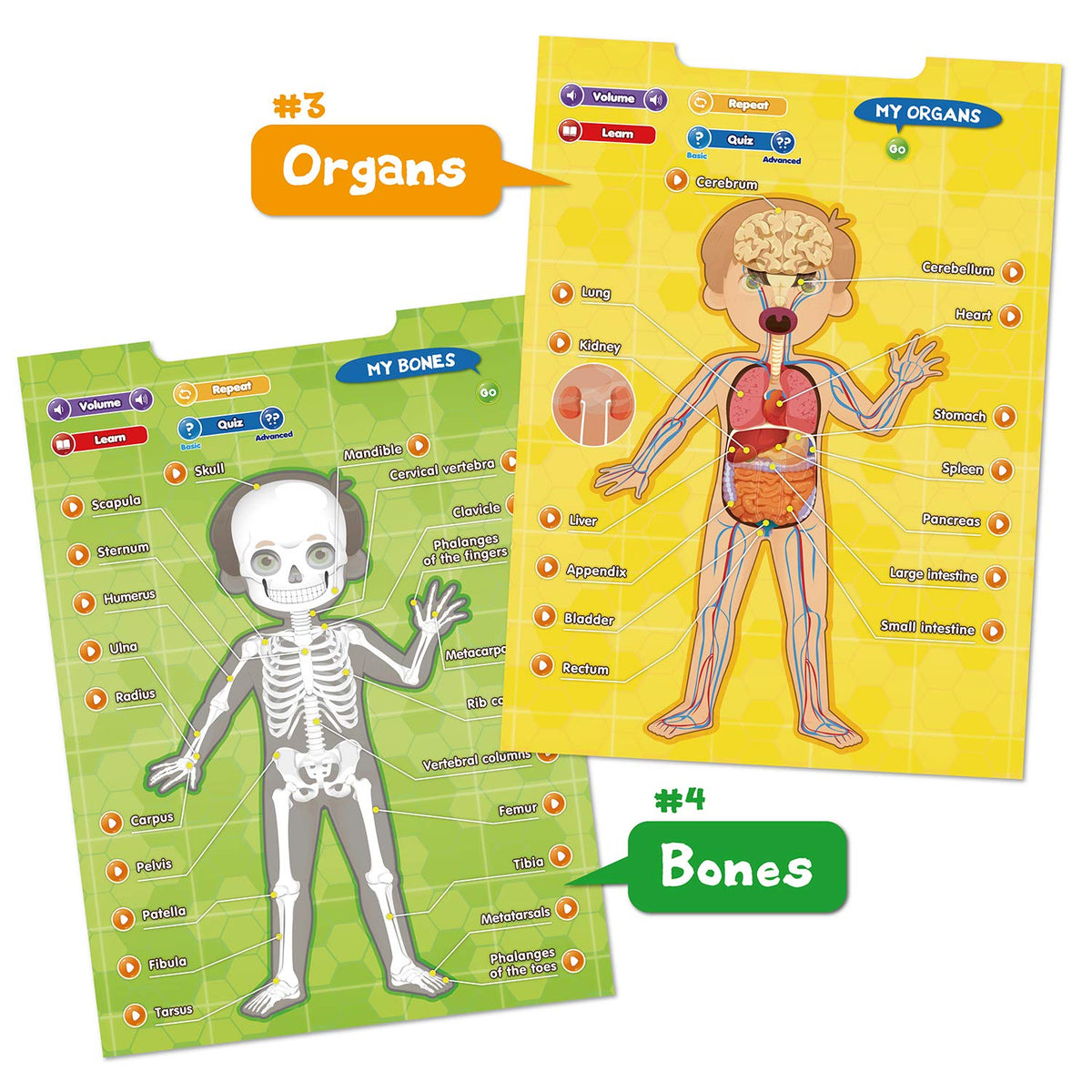 Human Anatomy I-Poster