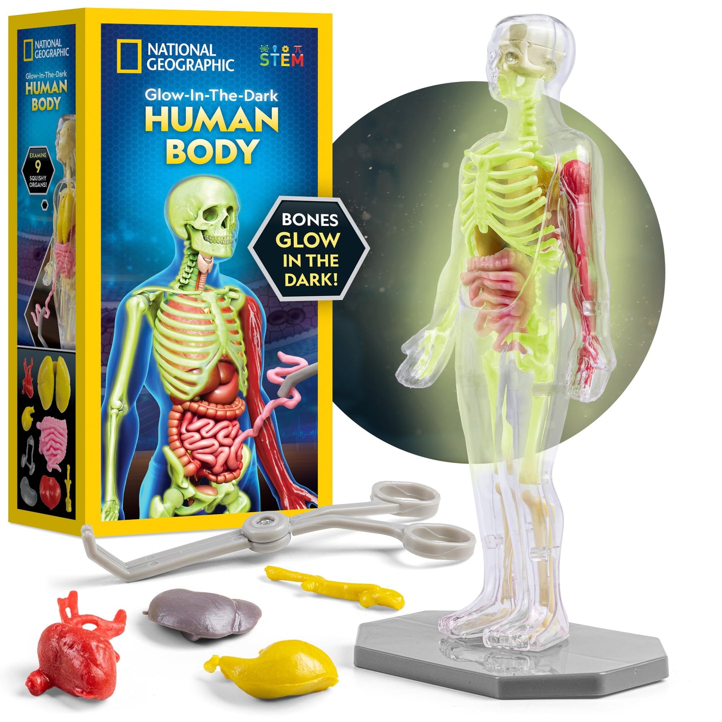 National Geographic Human Body Model For Kids That Glows In The Dark - 32-Piece Interactive Anatomy Model With Bones, Organs, Mu
