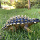 Gemini&Genius Ankylosaurus Dinosaur Toys, Ankylosaurus Figurine, Great Creative Play Gift, Collection, Cake Topper, Role-Play, S