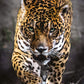 Clementoni Walk Of The Jaguar 1000 Piece Jigsaw Puzzle For Adults