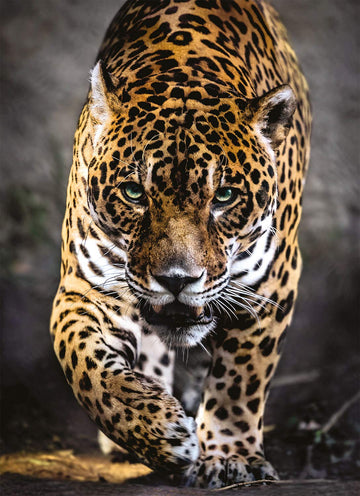 Clementoni Walk Of The Jaguar 1000 Piece Jigsaw Puzzle For Adults