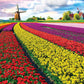 Eurographics (Eurhr Tulip Field - Netherlands 1000Piece Jigsaw Puzzle , Red