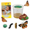 Insect Lore Cup Of Live Baby Caterpillars With Figurines | Butterfly Kit Refill - Plus Butterfly Life Cycle Stages Toy Figurines | 5 Painted Lady Caterpillars Shipped Now