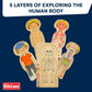Kidzlane Wooden Anatomy Puzzle - 29 Piece My Body Puzzle for Kids Ages 3+ - Educational Skeleton Toy - KL-2308