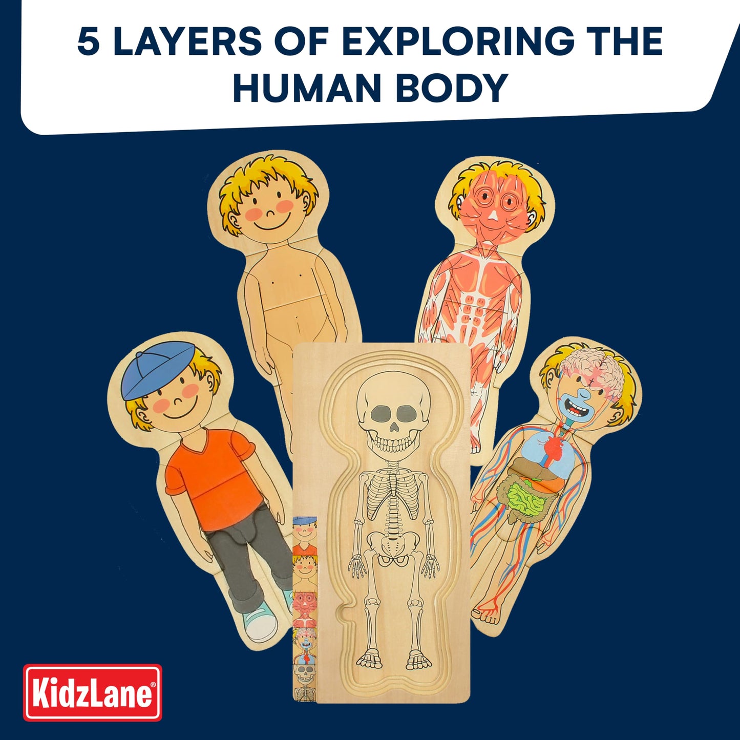Kidzlane Wooden Anatomy Puzzle - 29 Piece My Body Puzzle for Kids Ages 3+ - Educational Skeleton Toy - KL-2308