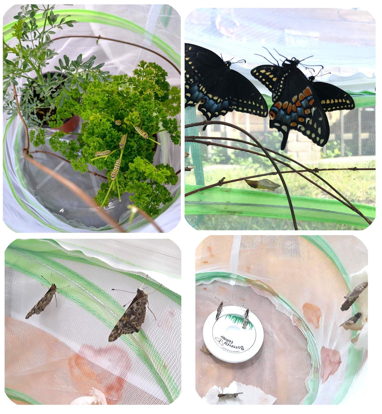 Trasfit Pop-Up Insect And Butterfly Habitat Cage Terrarium – 12 X 14 Inches Tall