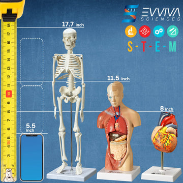 Evviva Sciences Human Heart, Torso, And Skeleton Models - Hands-On 3D Model Study Tools For Anatomy And Physiology Students With