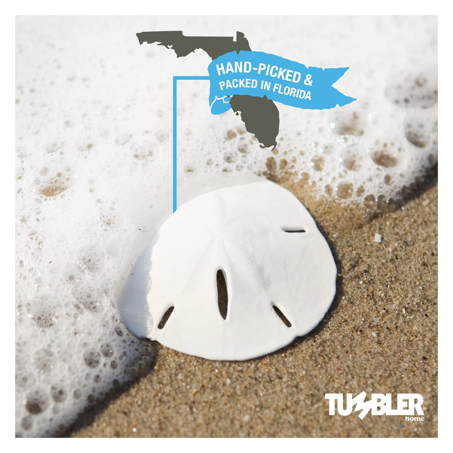 Tumbler Home Small Natural White Sand Dollars - 100 Pcs - Wedding Sea Shell For Craft 1 1/4'' To 1 1/2'' - Real Sanddollars Hand