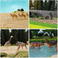 24Pcs Ho Scale Painted Wild Animals 1:87 Pvc Elephant Camel Giraffe Tiger Lion Panda Bear Deer Hippo Rhino Model Railway An8718