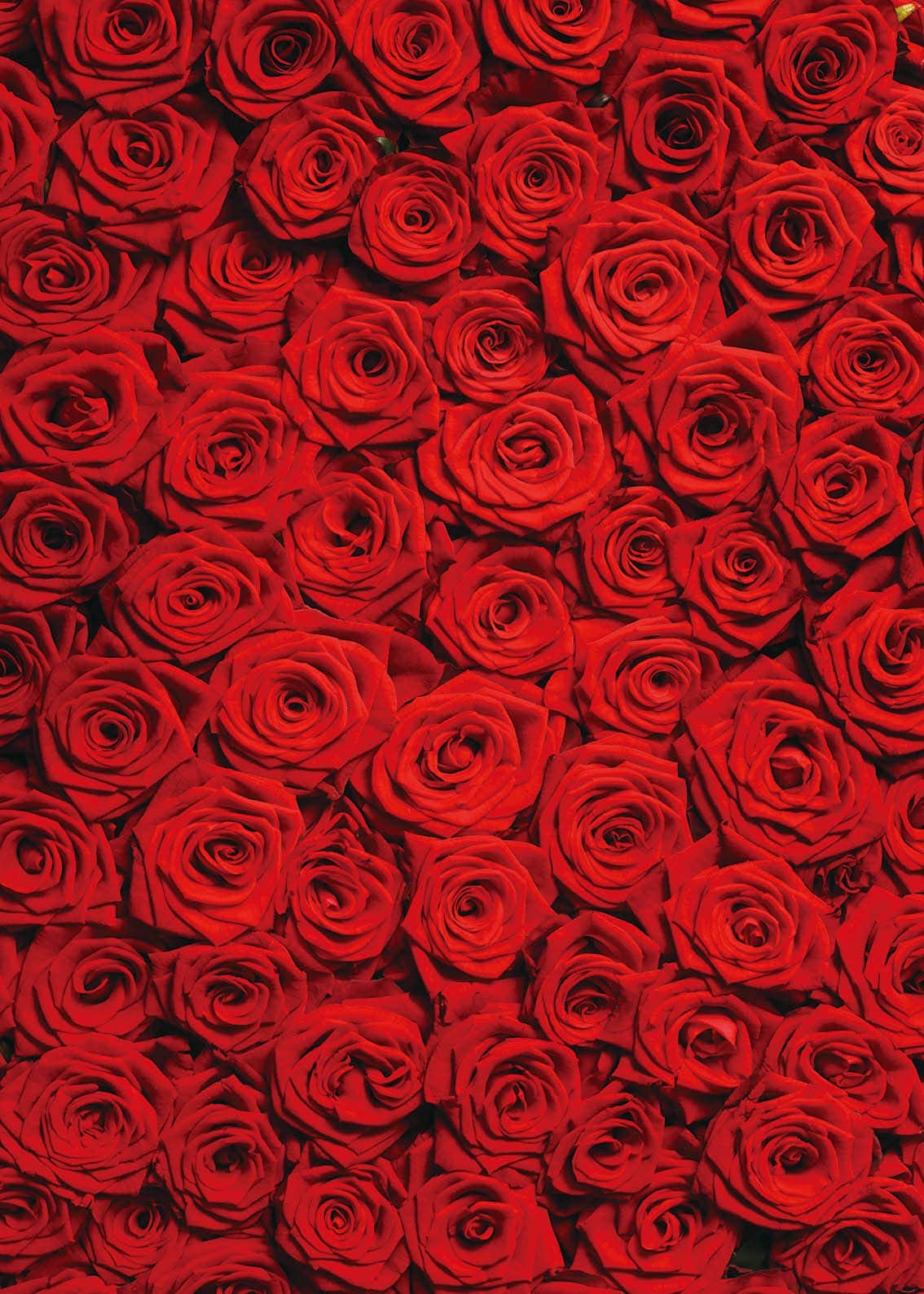 RUINI Floral Wedding Photography Backdrop, Red Roses, 5x7FT, Vinyl Material, Model RUINI_Flower034