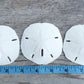 Sand Dollar - Real Sand Dollars - 2 1/2 to 3 (3pk) - Sand Dollar Shells - Wedding Seashell Craft - Sand Dollars for Crafts - San