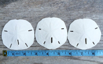 Sand Dollar - Real Sand Dollars - 2 1/2 to 3 (3pk) - Sand Dollar Shells - Wedding Seashell Craft - Sand Dollars for Crafts - San