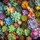 Cross & Glory 1000 Piece Jigsaw Puzzle - Succulent Symphony, Large, Premium Quality Cardboard, Colorful Artwork, Model CG-M-021