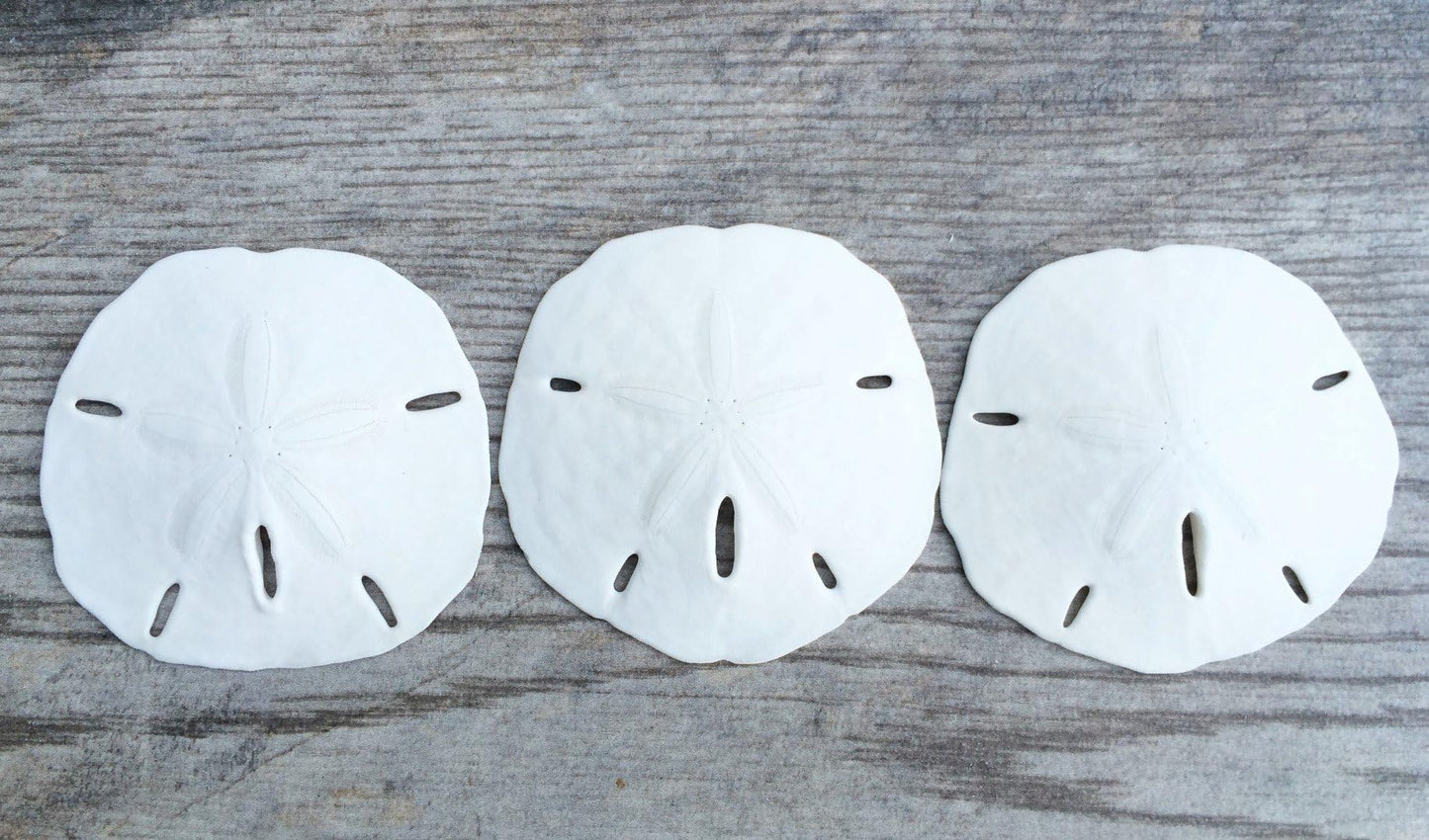 Sand Dollar - Real Sand Dollars - 2 1/2 to 3 (3pk) - Sand Dollar Shells - Wedding Seashell Craft - Sand Dollars for Crafts - San