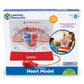 Learning Resources Pumping Heart Model - 1 Piece, Grades 3+ | Ages 8+ Educational Science Kit, Science Education Supplies, Science Teaching Supplies,Back To School Supplies,Teacher Supplies