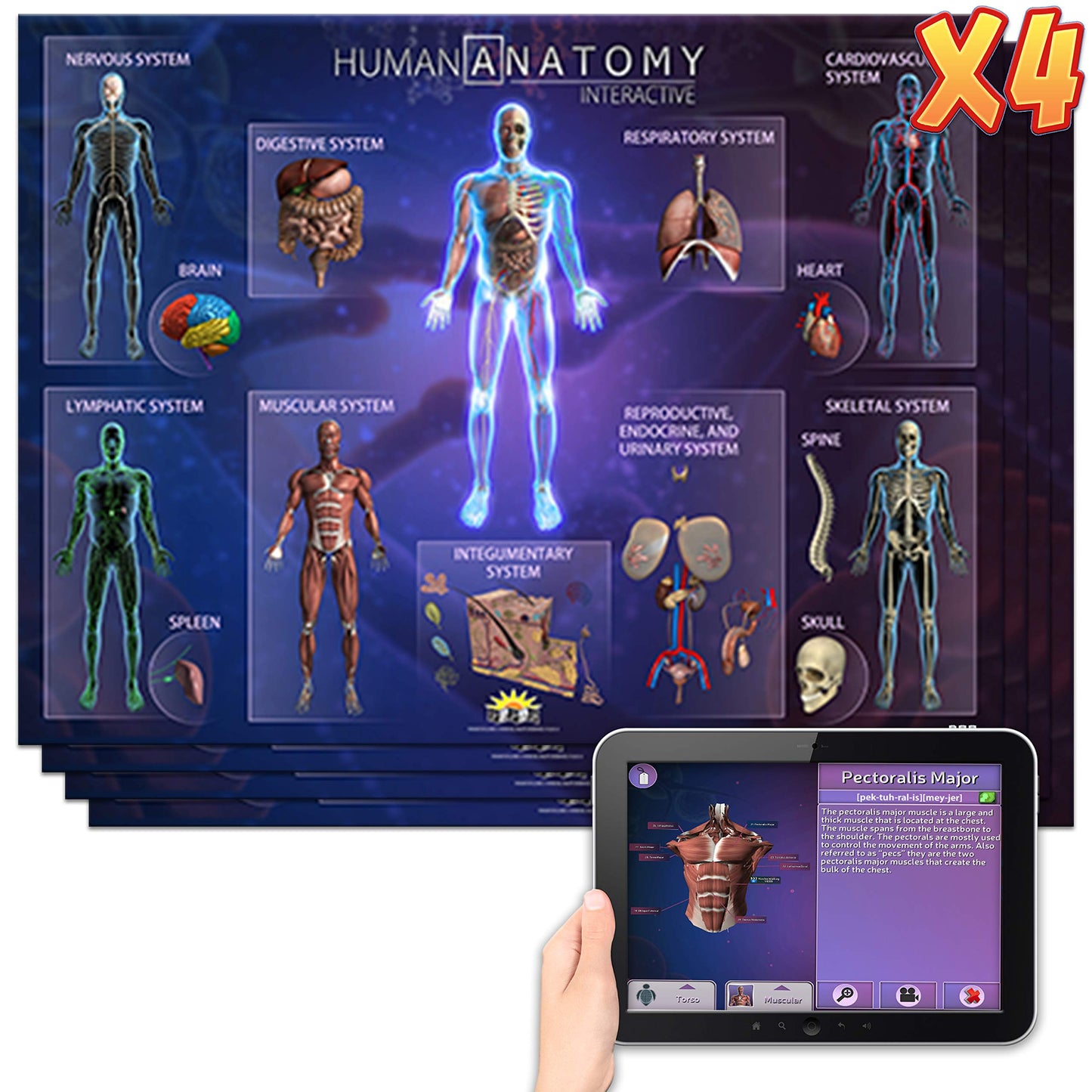Educational Placemats - Human Anatomy With 4D Interactive App - 4 Pack (Small)