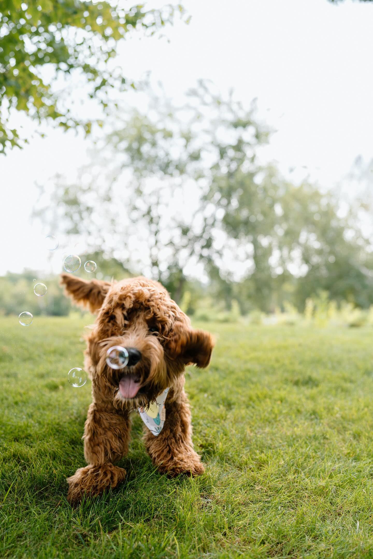 Bubble Treats Maple Bacon Pet Bubbles (2.5 Fl Oz, 4-Pack), Lickable Bubbles for Pets - Natural Bacon Flavor, Great for Bubble To