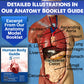 Evviva Sciences Human Heart, Torso, And Skeleton Models - Hands-On 3D Model Study Tools For Anatomy And Physiology Students With