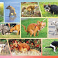 Better Me Pooping Dogs Puzzle - 1000-Piece Funny Jigsaw for Dog Lovers - Cardboard, Mixed Color, Super Poopinator 3000 Model