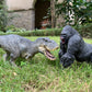 King Kong VS Vastatosaurus Rex Dinosaur Toys with Realistic Rock Action Figure Rampage Gorilla Fight Tarbosaurus Animal Figurine