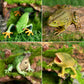 Toymany Frog Toy Figures Set - 10pcs Realistic Plastic Rainforest Animals - Model QINGWA01-10P001 - Perfect for Cake Toppers and Decor