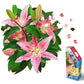 Madd Capp: I Am Lily - 350 Piece Jigsaw Puzzle - 8002 - Ages 10+, Unique Floral-Shaped Border, Challenging Random Cut, Includes