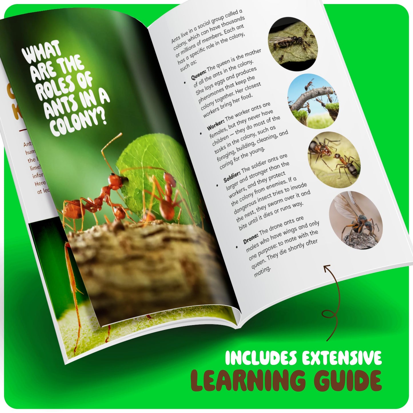 Ant Farm Kit For Kids - Farms Colony - Includes Ants Voucher - Sand Habitat Kits - Bug Terrarium House - Educational Science Gifts For Kid - Nature Learning Toys For Boys, Girls & Adults