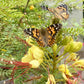 Insect Lore Butterfly Garden With Two Cups Of Live Caterpillars, Life Cycle Figurines, English And Spanish Butterfly Stem Activity Journals | 10 Painted Lady Butterfly Baby Caterpillars