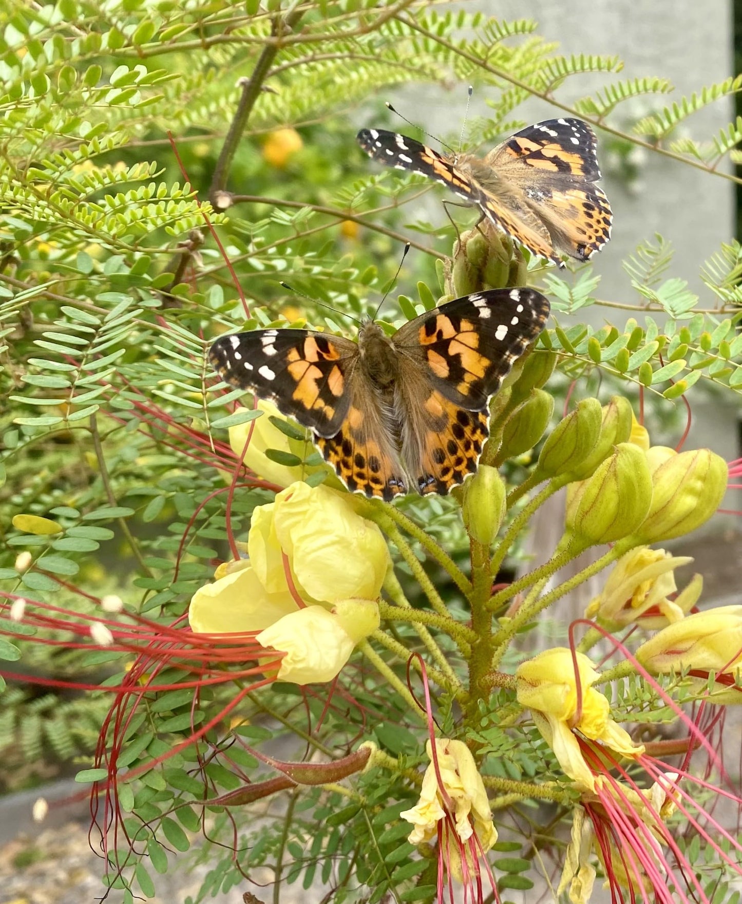 Insect Lore Butterfly Garden Kit - Live Caterpillars, Habitat, STEM Journal, 11.5" Multi, Model 10416