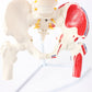 Cranstein A-311 Spine Model with Pelvis and Thigh Stockings Painted Colourful Anatomy Model as Learning Model or Teaching Aid