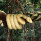 BRINJOY Giant Snake Plush Toy, 149" Lifelike Stuffed Animal, Yellow, Model BJ-T0017-Y, Ideal Gift for Kids Birthday & Baby Shower