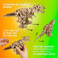 UGEARS Wooden 3D Puzzles for mature-themeds - Tyrannosaurus Rex Dinosaur Model Kit Craft Kits for mature-themeds Women and Men - 3D Wooden Dinosaur Automaton Models for mature-themeds to Build Wood Puzzles mature-themed - 249 Pcs