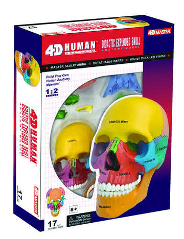4D Master 26087 4D Anatomy Didactic Exploded Skull Model