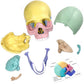 LUCKY GUESS 2025 Human Anatomy Skull Model - 17 Part Puzzle, Mini Medical Model, Colorful, Medium Size, Includes 10 Knowledge Flash Cards