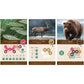 Aeg & Flatout Games | Cascadia: Landmarks - Expansion For Award-Winning Board Game, Cascadia | Easy To Learn | Quick To Play | Ages 10+ | Adds 5Th & 6Th Player