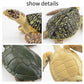 Toymany 6PCS Sea Turtle Figurines Set - Realistic Plastic Ocean Animals for Kids, Educational Toy, Cake Toppers, Birthday Gift