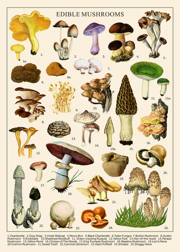 Vintage Mushroom Puzzle 1000 Pieces For Adult, Vintage Fungi Jigsaw Puzzle Of 25 Edible Mushrooms, Champignons Plant Puzzle For Mycophile