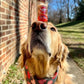 Bubble Treats Peanut Butter (2.5 Fl Oz, Pack Of 1), Edible Bubbles For Kids And Dogs, Premium Natural Flavored Bubble Solution,