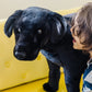 Melissa & Doug Giant Black Lab Stuffed Animal, 77.47 cm, Soft Polyester, Lifelike Design, Multi-color, Model 2117