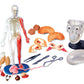 SmartLab Toys Human Body Model - 60 Pieces, 36 Removable Parts, 12" Size, Multi Color, Includes Illustrated Book & Glowing Eyeballs