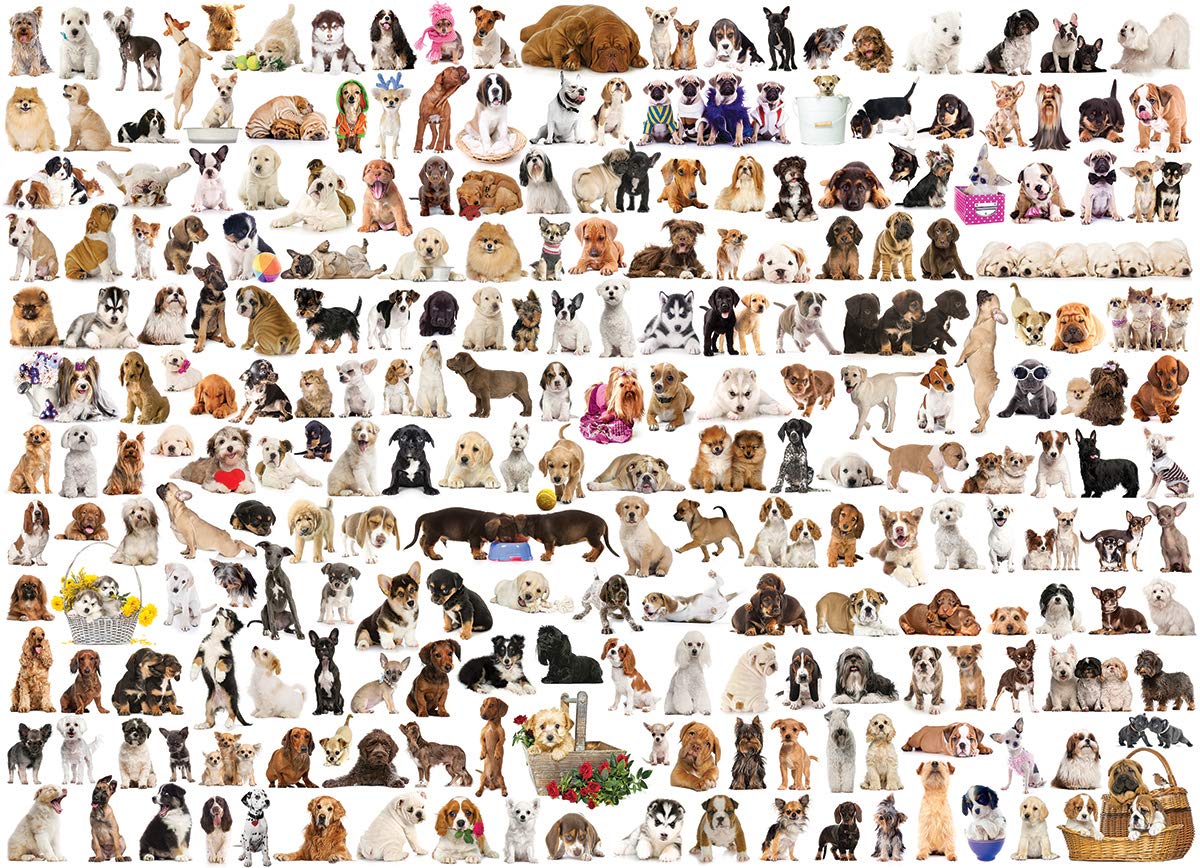 The World Of Dogs