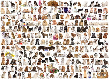 The World Of Dogs