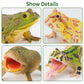Toymany Frog Toy Figures Set - 10pcs Realistic Plastic Rainforest Animals - Model QINGWA01-10P001 - Perfect for Cake Toppers and Decor