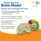Learning Resources Cross-Section Brain Model - 2 Pieces, Ages 7+ Brain Anatomy Model, Brain Functions Model, Human Anatomy For Kids, Foam Brain Model,Back To School Supplies