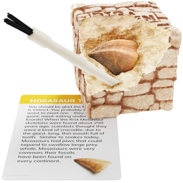 Dig A Dozen Fossil Bricks - Break Open 12 Blocks And Discover 12 Unique Real Fossils - Easter Basket Stuffers Archaeology Science Stem - Easter Gift