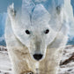 Animal Bear Jigsaw Puzzle for mature-themed 1000 Piece  Challenging Impossible Difficult Hard Puzzles for mature-themed  Nature Wildlife Hunting Puzzle 1000 Pieces