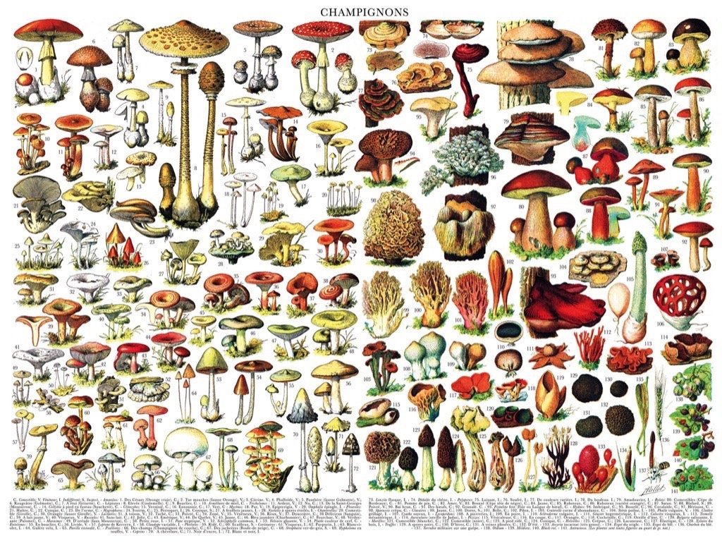 New York Puzzle Company 1000-Piece Jigsaw Puzzle - Vintage Mushrooms by Adolphe Philip Millot, Cardstock