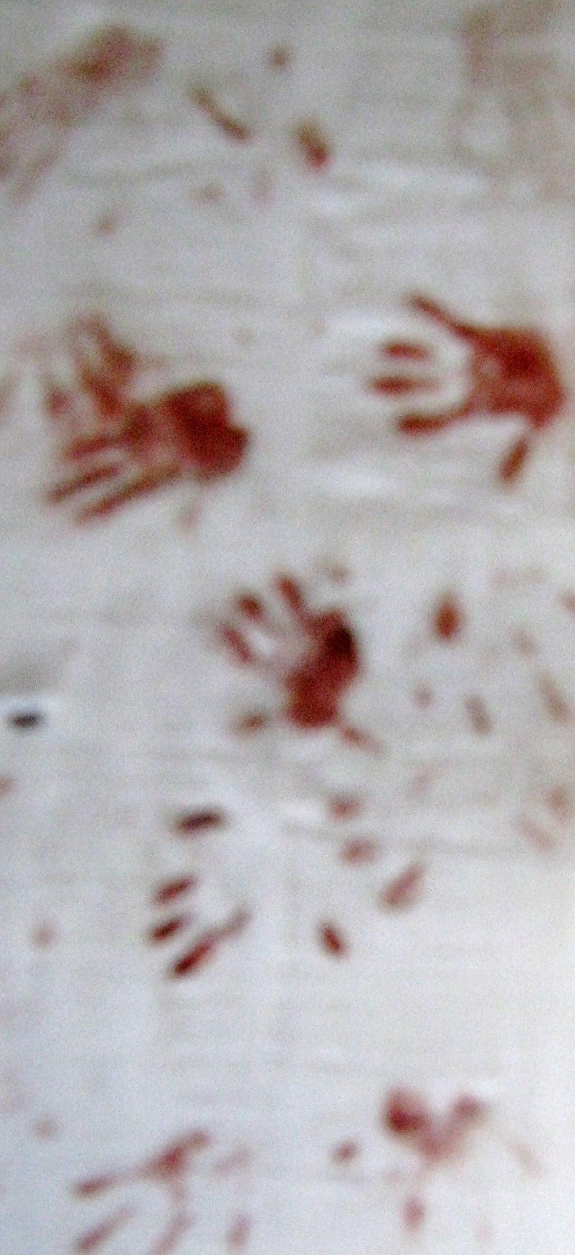 Halloween Bloody Cloth/Hand Print/Gauze/Wrap/Bandage  Prank  30 x 72 by Greenbrier International