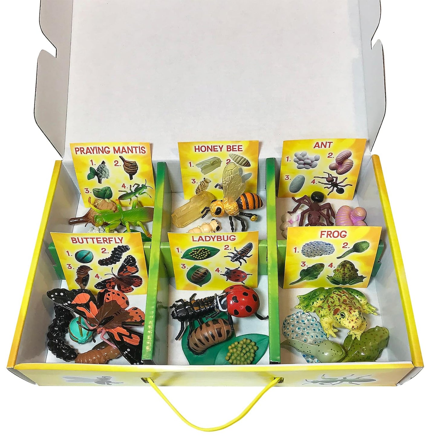 Insect Lore Life Cycle Figurines Set - 24 Pc, Includes Butterfly, Ladybug, Frog, Honey Bee, Ant, Praying Mantis, Plastic, Model 2205